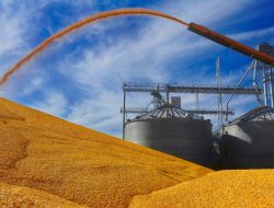 Meksiko Berupaya Capai Kesepakatan dengan AS Soal Impor Jagung Hasil Rekayasa Genetika