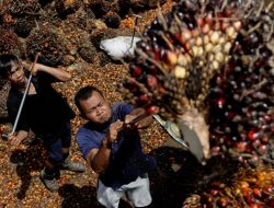 Proposal Regulasi Uni Eropa Diyakini Perbaiki Tata Kelola Sawit Indonesia