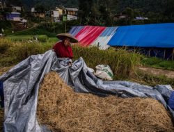 Bank Dunia: Harga Beras Indonesia Paling Mahal di Asia Tenggara
