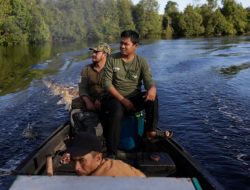 Belasan LSM Desak KLHK Cabut Larangan Peneliti Orangutan