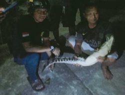 Seekor Buaya  di Sungai Kapuas Berhasil Diamankan BPBD Sekadau