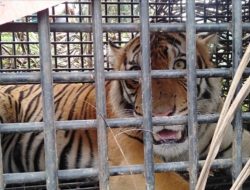 Evakuasi Harimau Sumatra di Langkat Tuai Kritik