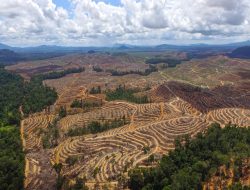Sepanjang 2022 Sumbar Kehilangan Hutan Seluas 27.447 Hektare