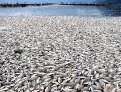 175 Ton Ikan di Waduk Kedungombo Boyolali Mati, Kerugian Rp6,1 Miliar