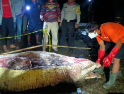 Potongan Tubuh Korban Ditemukan di Dalam Perut Buaya di Kayong Utara