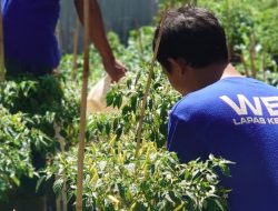 Intip Kebun Sayur di Dalam Lapas Ketapang