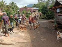 Pemdes dan Perangkat Desa Muntar Alam Lama Gelar Berburu Babi Demi Tingkatkan Hasil Petani