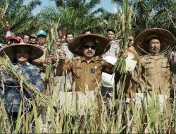Wakil Bupati Sanggau Panen Raya Padi di Semuntai