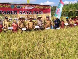 Bupati Landak Bersama Petani Turun Sawah Panen Raya Padi