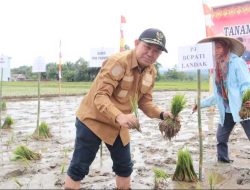 Pj Bupati Landak Samuel Turun ke Sawah Tanam Padi Perdana Serentak