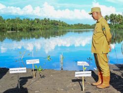 Tanam Mangrove Serentak Seluruh Indonesia, Mahyeldi Ajak Semua Pihak Ikut Jaga dan Rawat