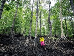 Pemerintah Papua Gerebek Perusakan Kawasan Mangrove Youtefa