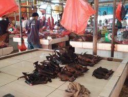 Cegah Perebakan Rabies, Pemkot Tomohon Perketat Penjualan Daging Anjing dan Kucing di Pasar Ekstrem