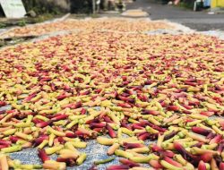Harga Cengkeh di Ternate Naik Rp120 Ribu Per Kilogram
