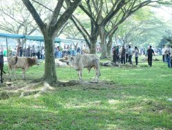 Hingga H+3, Di Kabupaten Asahan Sembelih 3.811 Ekor Hewan Qurban