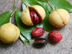 Harga Pala di Ternate Naik Rp100 dan Rp105 Ribu Per Kilogram
