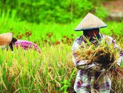 BMKG : Ancaman Elnino Tahun Ini Bisa Ancam Ketahanan Pangan Nasional