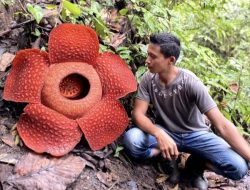 Rafflesia Arnoldii Ukuran Jumbo Mekar di Sitingkai