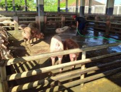 Galungan, Peternak Babi Harapkan Harga Daging Meningkat
