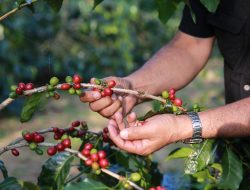 Kekayaan Kopi Sukabumi: Kebun Kopi Seluas 1.086 Hektare dan 5 Merek Lokal