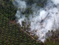 BNPB Minta Pemda Tak Izinkan Aktivitas Buka Lahan dengan Cara Membakar