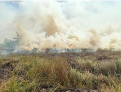 Hingga Juli 2023, 1.453 Hektar Areal Lahan Terbakar di Ketapang