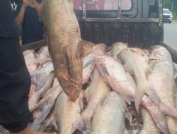 Mendadak Sultan, Nelayan di Mempawah Panen Besar 1 Ton Ikan Kurau Bernilai Seratus Juta