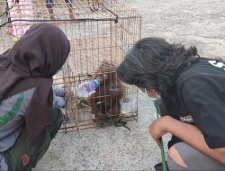 ‘Neneng’ Bayi Imut Orang Utan Asal Melawi Akhirnya di Serahkan ke BKSDA Kalbar