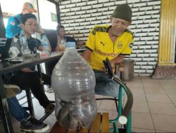 Kejar Emak-emak Jemur Pakaian di Mempawah, King Kobra Akhirnya Tak Berdaya di Dalam Galon Air Mineral