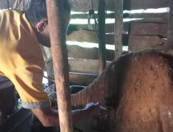 Belasan Sapi Terserang Wabah Lato-lato, Ini Kata Dinas PKPP Mempawah
