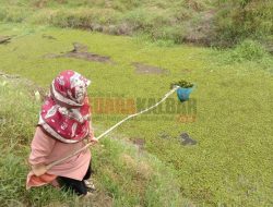 Dosen UNU Kalbar Teliti Kiambang untuk Mengusir Kutu Beras