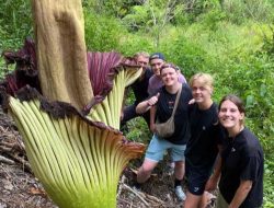 Turis Asal Belanda Kagum dengan Amorphophallus Titanum di Sitingkai
