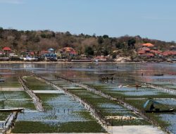 Kembangkan Potensi Maritim, Hilirisasi Rumput Laut Akan Jadi Proyek Strategis Nasional