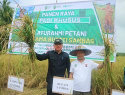 Kadis TPH Panen Raya Padi di Kelompok Tani Tri Karya I Desa Serunai Sambas