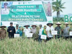 Sambas Tetap Jadi Sentra Padi Unggulan di Kalbar, Produksi Padi Meningkat