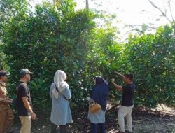 Petani di Sambas Kembangkan Budidaya Kopi Jenis Liberika, Dukung Perekonomian Lokal