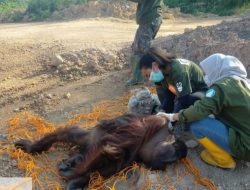 Tersesat di Jalan Raya Kaltim, BKSDA Gelar Operasi Penyelamatan 2 Orang Utan