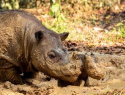Anak Badak Lahir di Way Kambas, Anak Gajah Lahir di Aceh Jaya