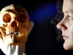 20 Tahun Temuan Fosil Manusia Purba Liang Bua, Penelitian Belum Tuntas