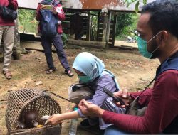 BKSDA Kalbar Lepaskan 12 Orangutan ke Alam Bebas Hingga September 2023