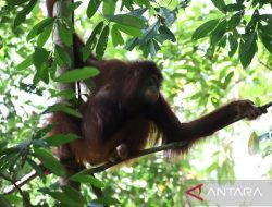 Video Viral Orang Utan di Medsos, Ini Penjelasan BKSDA Kalbar
