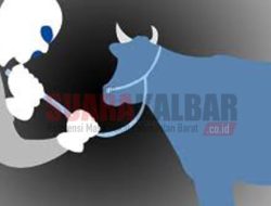 Polisi Tangkap Pencuri Sapi di Meliau Sanggau