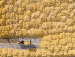 Output biji-bijian musim gugur China bakal catat peningkatan pada 2023