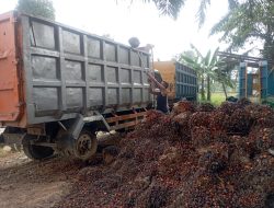Harga Kelapa Sawit Naik, Petani di Kubu Raya Tetap Berjuang untuk Tingkatkan Pendapatan