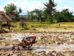 Pranata Mangsa: Sistem Kalender Petani Jawa yang Terancam Hilang