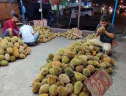 Musim Puncak Panen Durian di Kalbar: Produksi Mencapai 9 Ton per Hektare