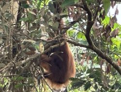 Pemindahan Orang Utan Terjebak di Kebun Sawit Ketapang ke Kawasan Cagar Alam