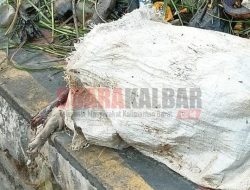 Buang Bangkai Hewan Sembarangan, Kadis LH: Melanggar Perda Pengelolaan Sampah