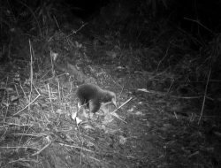 Mamalia yang Telah Lama Hilang Ditemukan Kembali di Papua