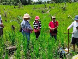 Harga Beras Naik, Dewan Sekadau Ajak Masyarakat Berladang